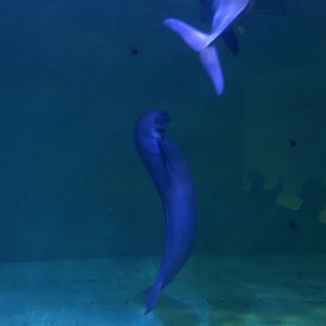 Finless porpoise (Neophocaena phocaenoides)