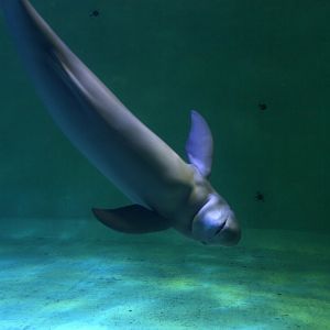 Finless porpoise (Neophocaena phocaenoides)