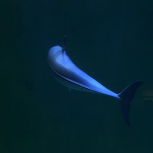 Finless porpoise (Neophocaena phocaenoides)
