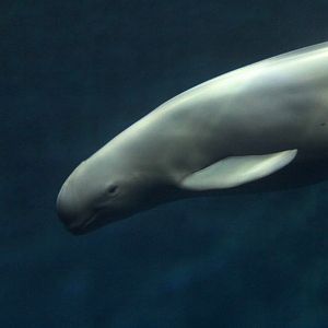 Finless porpoise (Neophocaena phocaenoides)