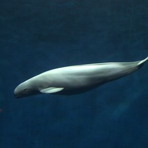Finless porpoise (Neophocaena phocaenoides)