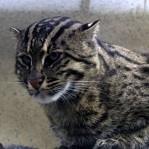 Fishing cat (Prionailurus viverrinus)