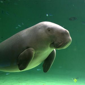 Dugong (Dugong dugon)