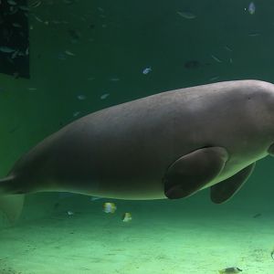 Dugong (Dugong dugon)