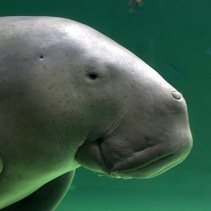 Dugong (Dugong dugon)
