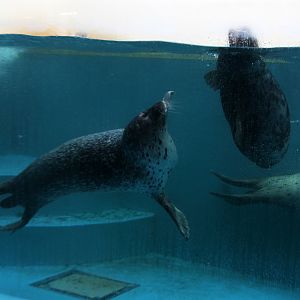 Spotted seal (Phoca largha)