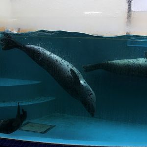 Spotted seal (Phoca largha)