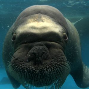Walrus (Odobenus rosmarus)