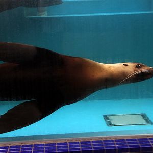 Steller sea lion (Eumetopias jubatus)
