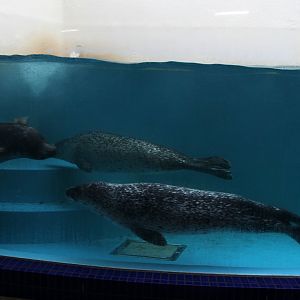 Spotted seal (Phoca largha)