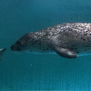 Spotted seal (Phoca largha)
