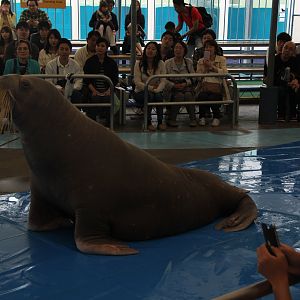 Walrus (Odobenus rosmarus)