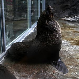 Cape fur seal (Arctocephalus pusillus)