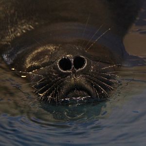Baikal seal (Pusa sibirica) nostril closeup