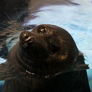 Baikal seal (Pusa sibirica)