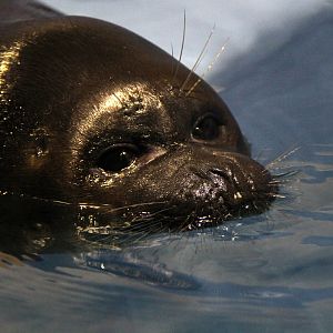 Baikal seal (Pusa sibirica)