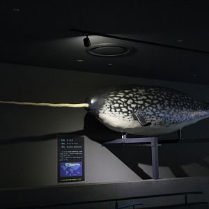 Narwhal (Monodon monoceros) replica