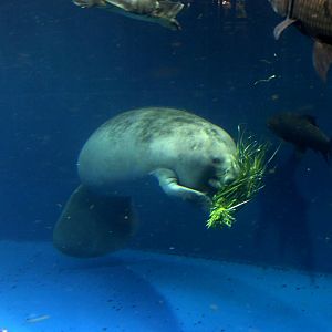 African manatee (Trichechus senegalensis)