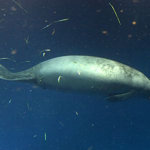African manatee (Trichechus senegalensis)