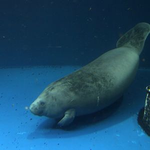 African manatee (Trichechus senegalensis)