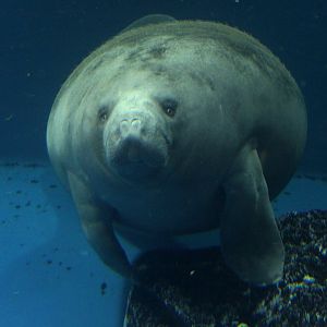 African manatee (Trichechus senegalensis)