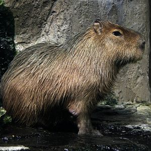 Capybara (Hydrochoerus hydrochaeris)