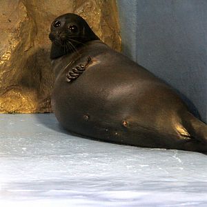 Baikal seal (Pusa sibirica)