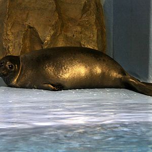 Baikal seal (Pusa sibirica)