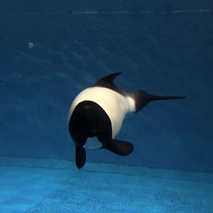Commerson's dolphin (Cephalorhynchus commersonii)