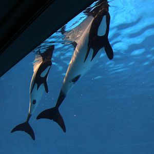 Commerson's dolphin (Cephalorhynchus commersonii) underbelly