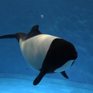 Commerson's dolphin (Cephalorhynchus commersonii)