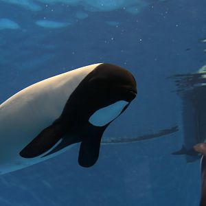 Commerson's dolphin (Cephalorhynchus commersonii)