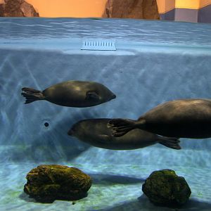 Baikal seal (Pusa sibirica)