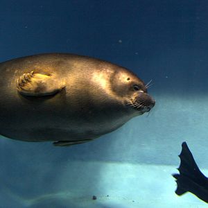 Baikal seal (Pusa sibirica)