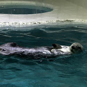 Eastern Sea Otter (Enhydra lutris kenyoni)