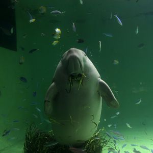 Dugong (Dugong dugon)