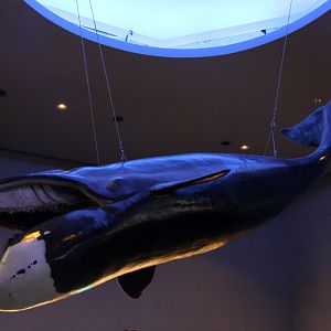 Bowhead whale (Balaena mysticetus) replica