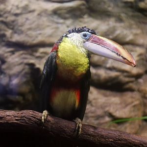 Curl-crested aracari (Pteroglossus beauharnaesii)