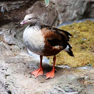 Orinoco goose (Neochen jubata)
