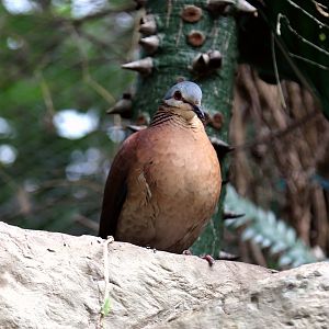 Chiriqui quail-dove (Zentrygon chiriquensis)