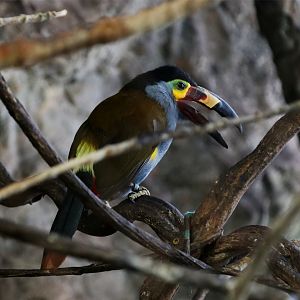 Plate-billed mountain toucan (Andigena laminirostris)
