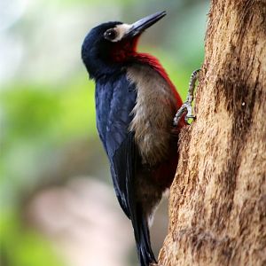 Puerto Rican woodpecker (Melanerpes portoricensis)