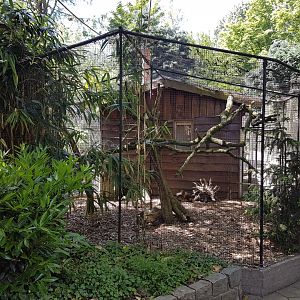 Pheasant - Marmoset enclosure