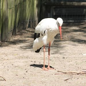 European white stork