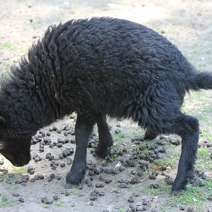 Cameroon sheep - lamb