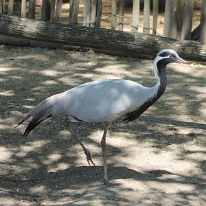 Demoiselle crane