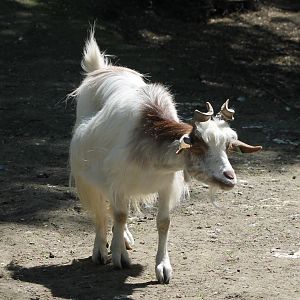 Goat of some breed