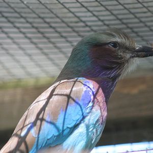 Lilac-breased roller