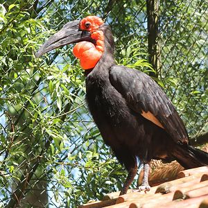 Southern ground hornbill