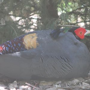 Siamese fireback
